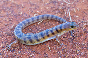 Australian Broad-banded Sand Swimmer