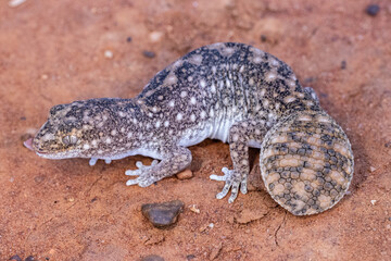 Australian Eastern Deserts Fat-tailed Gecko