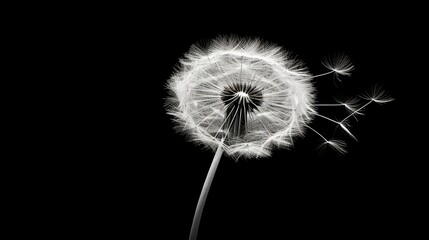  a black and white photo of a dandelion in the dark.  generative ai