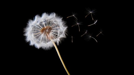  a dandelion blowing in the wind on a black background.  generative ai