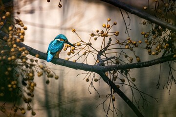 King fisher