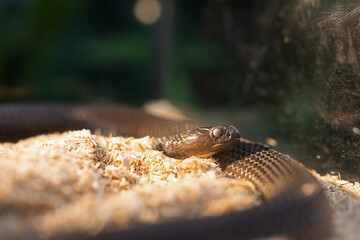 Close-up of a Indochinese spitting cobra entering the molting stage. The snake's eyes were cloudy...