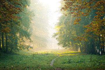 Fototapeta premium Autumn morning in the park, sunbeams shining through fog and trees 