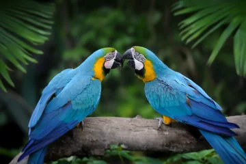 Fotobehang Parrot bird (Severe Macaw) on the branch © byrdyak
