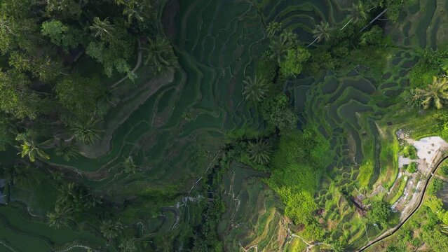 Aerial view of beautiful Tegallalang Rice Terrace surrounded by tropical forest in Gianyar, Bali, Indonesia. Balinese Rural scene, paddy terrace garden in a village with morning sunlight and mist.