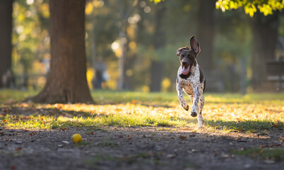 Dog running free in park - funny doggy