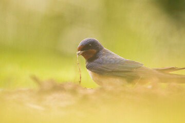 hirondelles rustique  © titouan