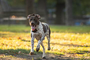 Black and white dog on leafy ground - running through the park