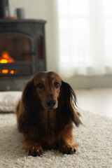 Red long haired dachshund portrait lying on the white pillow and fluffy floor near the fireplace, dog portrait, one friendly hound, domestic pet animal alone