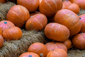 Many different colourful pumpkins are on wooden floor. Top view. Halloween and harvest concept.