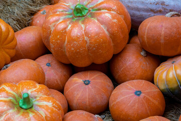 Many different colourful pumpkins are on wooden floor. Top view. Halloween and harvest concept.