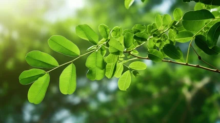Wandcirkels tuinposter Moringa oleifera a useful plant for health and medicine viewed up close © vxnaghiyev