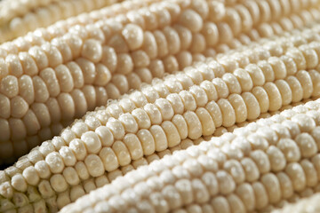 Close-up of corn with water droplets