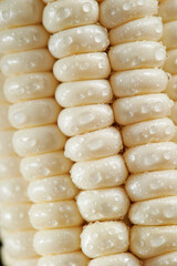 Close-up of corn with water droplets
