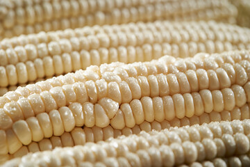 Close-up of corn with water droplets