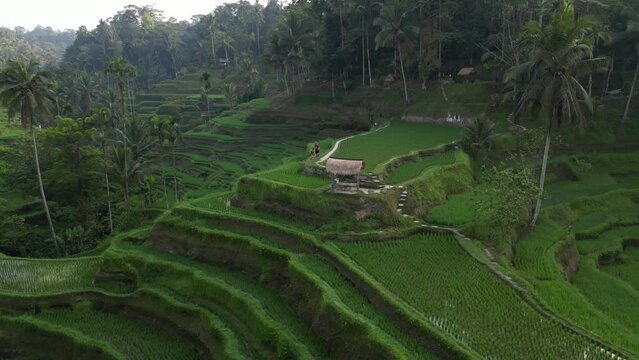 Aerial view of beautiful Tegallalang Rice Terrace surrounded by tropical forest in Gianyar, Bali, Indonesia. Balinese Rural scene, paddy terrace garden in a village with morning sunlight and mist.