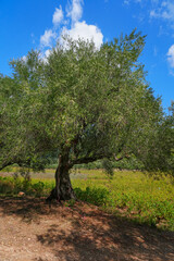 voll mit oliven behangener Olivenbaum in der Landschaft 
