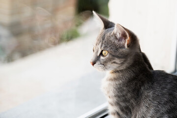 pretty gray kitten looking out of home window