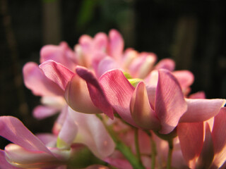 Closeup of flower with large petals