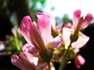 Closeup of flower with large petals