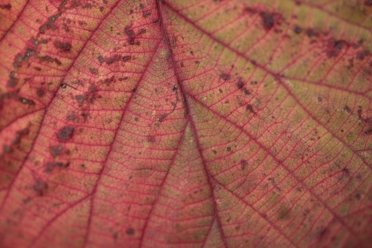 red autumn leaf background