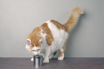 Funny tabby cat sniffing on food in a aluminum can.  Horizontal image with copy space.	