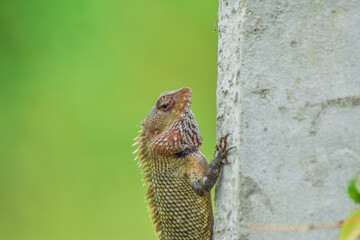 close up of a lizard