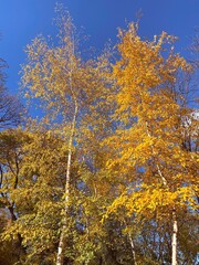 Yellow golden trees in autumn park.