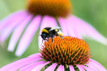Bumblebee sitting on purple coneflower, with another coneflower in a blurred background.