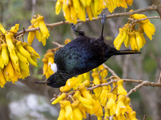 A tui hanging upside down from a kowhai branch