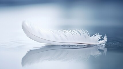 A single swan feather, its pristine whiteness captured on the still water's surface.