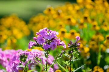 Obraz premium Purple flower on a blurry background of yellow flowers in the sunlight.