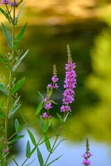Vertical shot of a purple wild fireweed flower above the water, with a blurred background.