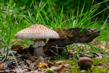 White and brown mushroom with a piece of wood on a green grass background.