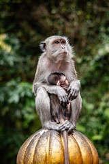portrait of a baboon