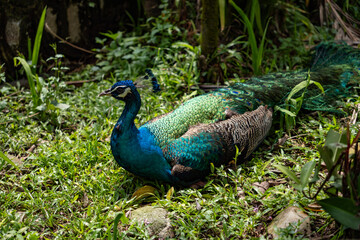 Obraz premium peacock in the park