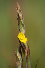 Woolly Frogmouth (Philydrum lanuginosum) flower spike.