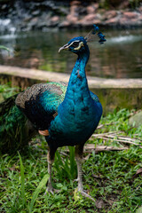 peacock in the park