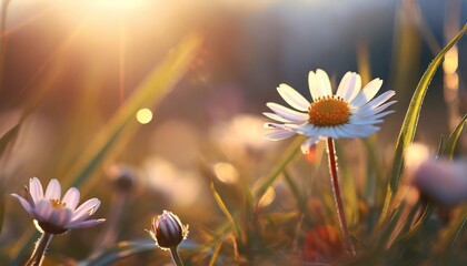 flowers in the sun