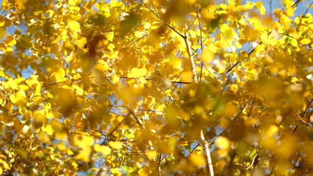 Birch yellow leaves against blue sky