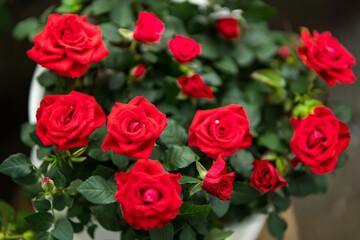 Beautiful roses on the bush in blooming season at the plant market in Thailand.