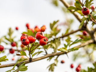 Obraz premium Rowan branches with ripe fruits close-up. Red rowan berries on the rowan tree branches, ripe rowan berries closeup and green leaves. 