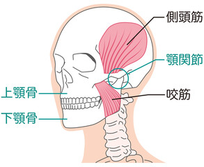側頭筋と咬筋　顎関節の構造 - obrazy, fototapety, plakaty