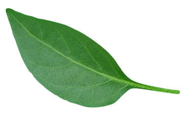 Pepper leaf closeup isolated