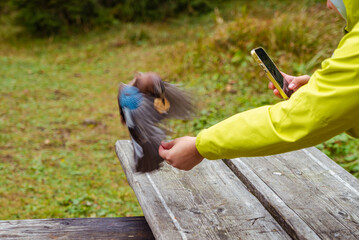 A bird in the wild in close contact with a person, eating from the hand. A man films a bird on his phone
