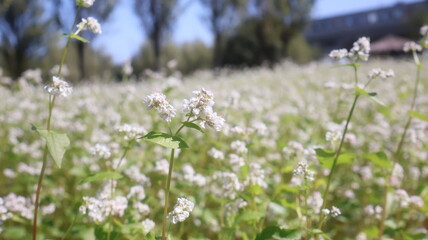 Natural environment, flowers and trees near Han River Park, South Korea, Seoul, South Korea