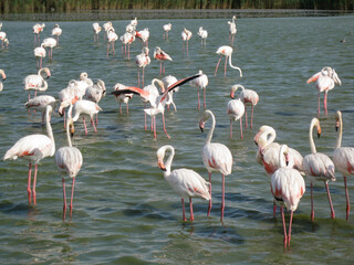 Birds on water in France