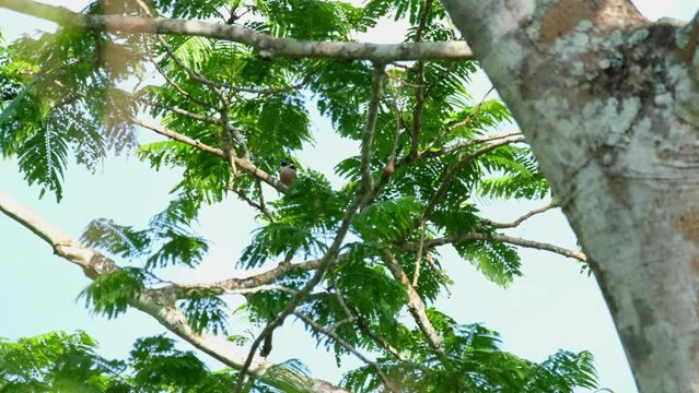 Seen from a distance moving to the left on a branch, Black-and-yellow Broadbill Eurylaimus ochromalus, Thailand