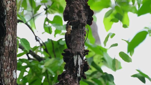 Seen on the lefthand side as it goes around this rotting branch pecking and flinging the bark off to feed, Laced Woodpecker Picus vittatus Female, Thailand