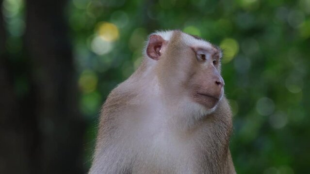 Seen facing to the left and then turns its head to scratch its face in the forest, Northern Pig-tailed Macaque Macaca leonina, Thailand